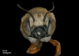   Megachile toluca  male face, photo: Shaun Heller 
